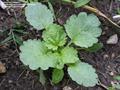 Moluccella Laevis